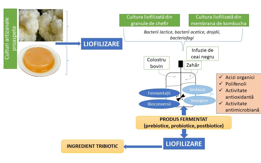 INGREDIENT TRIBIOTIC OBȚINUT PRIN CO-FERMENTARE CU CONSORȚII DE MICROORGANISME DIN CULTURI ARTIZANALE (KOMBUCHA ȘI GRANULE DE CHEFIR DE LAPTE)