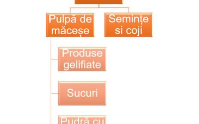 Valorificarea integrată a fructelor de măceșe (Rosa canina) în produse alimentare și bioingrediente cu funcționalitate demonstrată